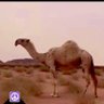 بدوي الجزيره's profile picture