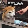 变态-半夏夜微凉(互fo) profil fotoğrafı