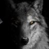 Âmarok Kirphin's profile picture
