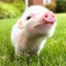 Bitcoin Micropig profil fotoğrafı