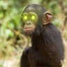 Corona Greenape's profile picture
