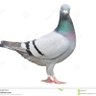 Pombo 🍞's profile picture