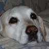 Profilbild von labradorTess