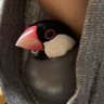 Profilbild von Chara windまき🐧🐤🐣