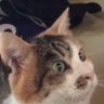 田んぼ's profile picture