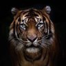 ابوذياب profil fotoğrafı