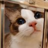 Profilbild von 苗条猪猪