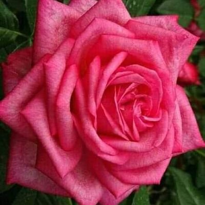 ali65762671's profile picture