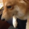 Kazuhome's profile picture