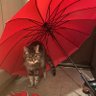 ちあき profil fotoğrafı