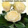 Фото профиля Sinceridad