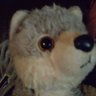 Wolfie Jr's profile picture