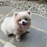 Mali 🐶's profile picture