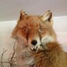 TheIntrepidFox's profile picture