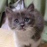 Profilbild von お茶こ
