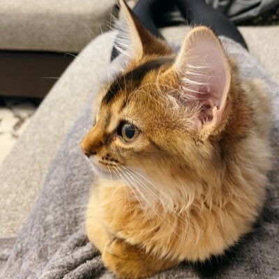 とりねゆこ's profile picture