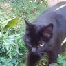 Profilbild von O gato de Botuvera