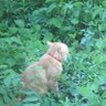 Orange Cat's profile picture