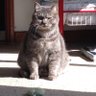 けんちゃん's profile picture
