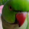 Profilbild von DD