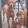 vizsla dad's profile picture