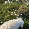 Profilbild von Honey
