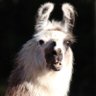 Profilbild von BRalphN-RI