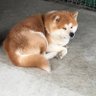 Profilbild von なまはげ