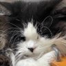 ふぶり profil fotoğrafı