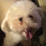 IHeartMyDoggy 的头像