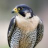 Profilbild von Eng.Loungis