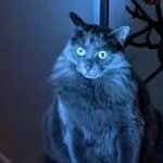 crunkzah's profile picture