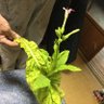 T.パンダ 的头像
