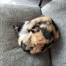 small勇気 profil fotoğrafı