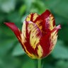 Фото профиля Tulip_Kuning