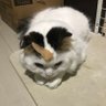 Фото профиля ねこまつ