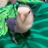 lani mom紫音 profil fotoğrafı