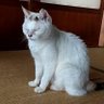Profilbild von 三毛猫