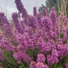 Фото профиля anlleira