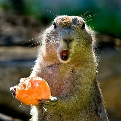 suslikvernulsya's profile picture