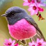 🦩 Gertrude's profile picture