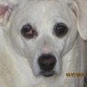 Spay & Neuter. Foster & Adopt 的头像