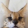 remm's profile picture