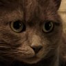 samm56784's profile picture