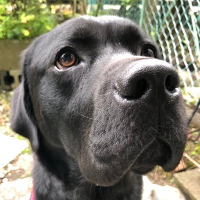 鼻ぺちゃの黒ラブ サンタ君's profile picture