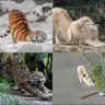 Gattara 的头像