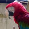 Paulo Henrique profil fotoğrafı