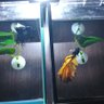 永遠 生き物大好き垢's profile picture