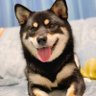 Profilbild von けむぱん