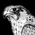 Фото профиля 🕊️falcon.sqr